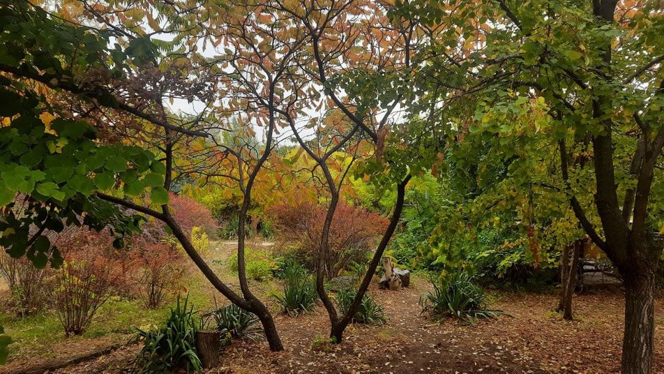 В херсонских ботанических садах начался бал хризантем: фото и видео